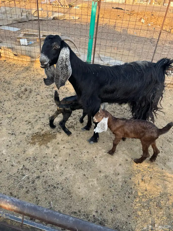 معزاء بعياله 5