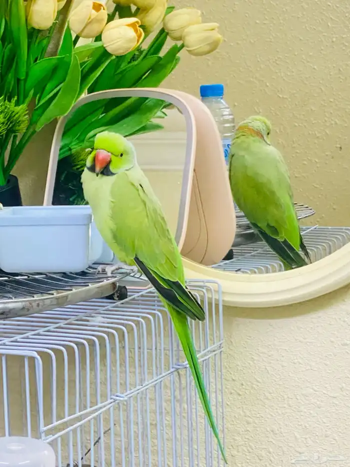 450sr selling my bird this one pure parrot no any problem 8
