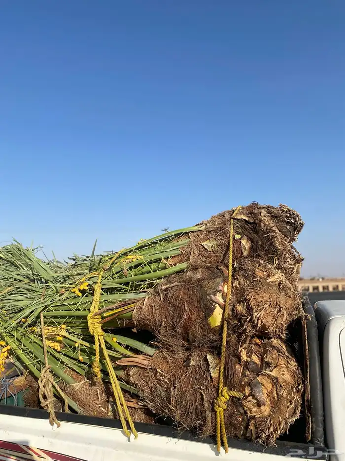 خلاص كبار مطلع 3