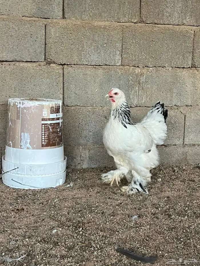 للبيع طقم براهما كولمبي توب 0