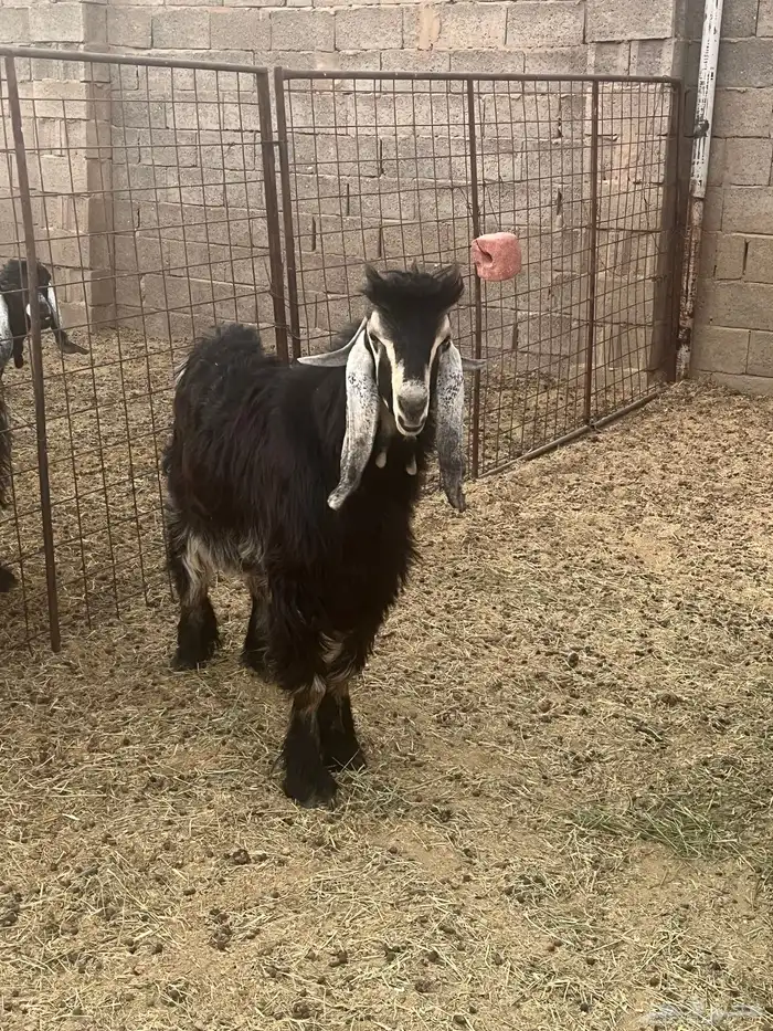 تيس ثني فحل 3