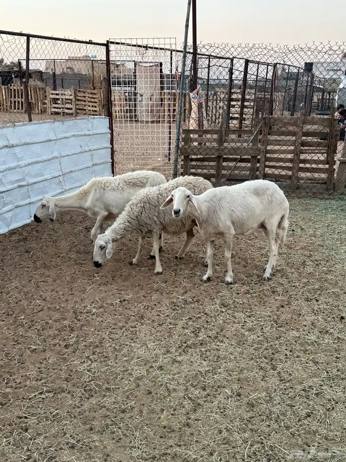 اربع ضان دفيع صفر 3