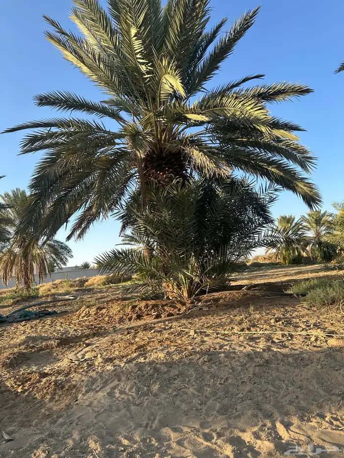 نخل جثياث وفسايل للبيع 0