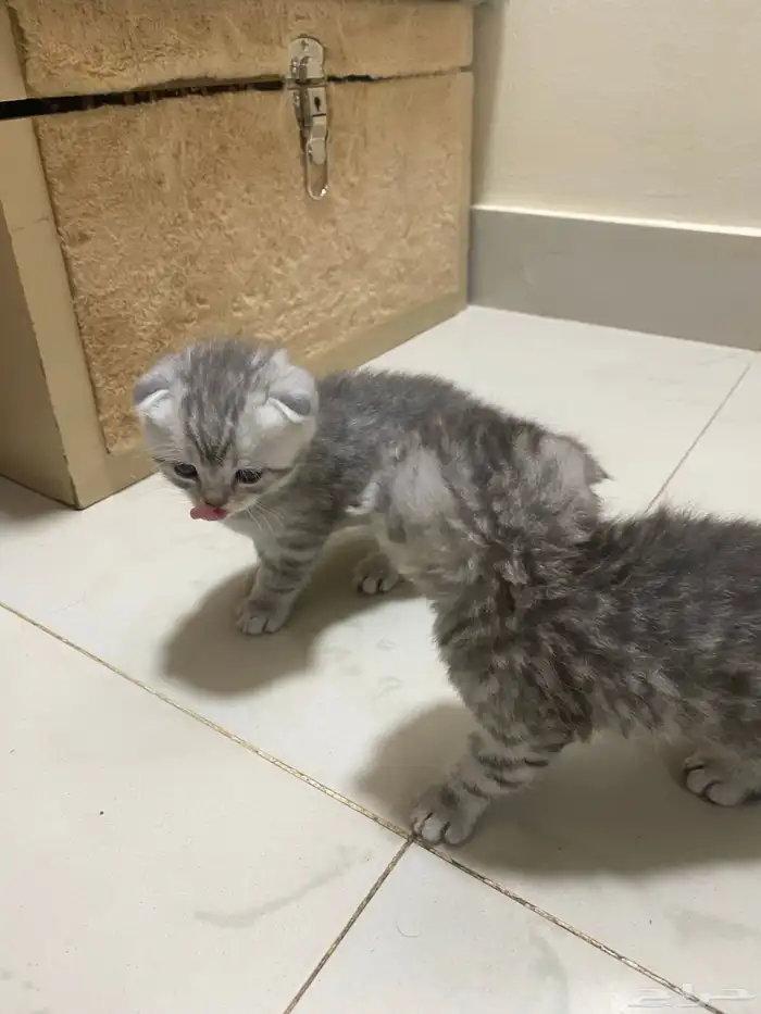 كيتن قطط للبيع 1