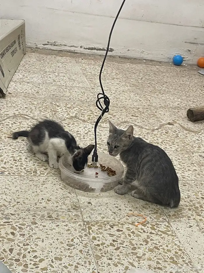 الى اهل القلوب الرحيمة عندي قطوتين تحتاج مكان مناسب 2