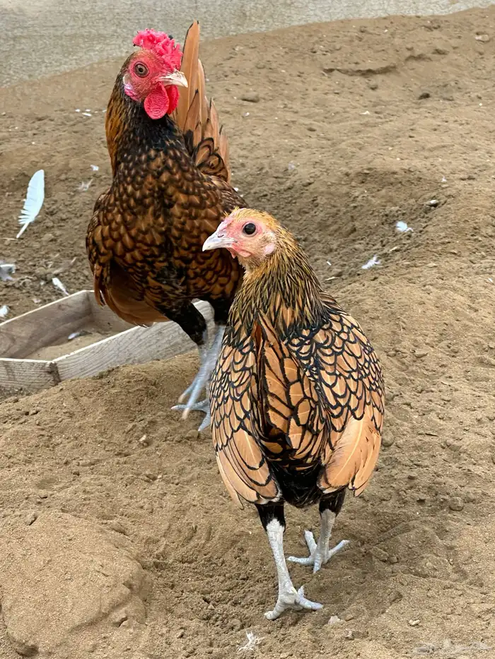 ديك سبرايت 2