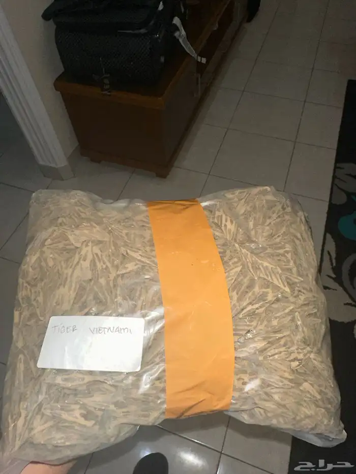 عود تايقر فيتنامي 0