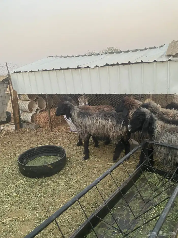 غنم شماليه عرباويه لأهل النوادر 8