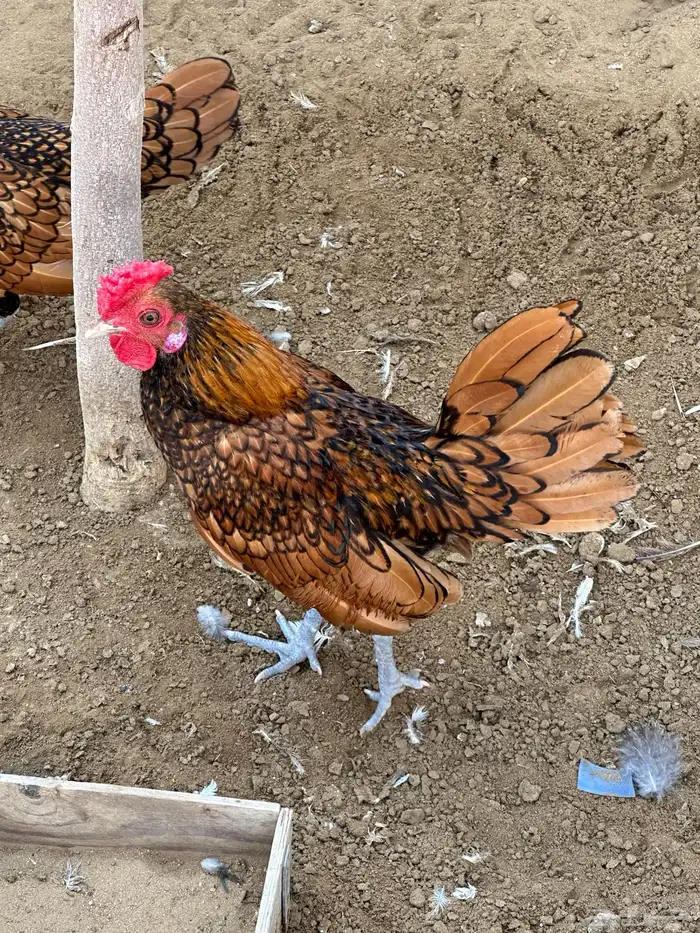 ديك سبرايت 0