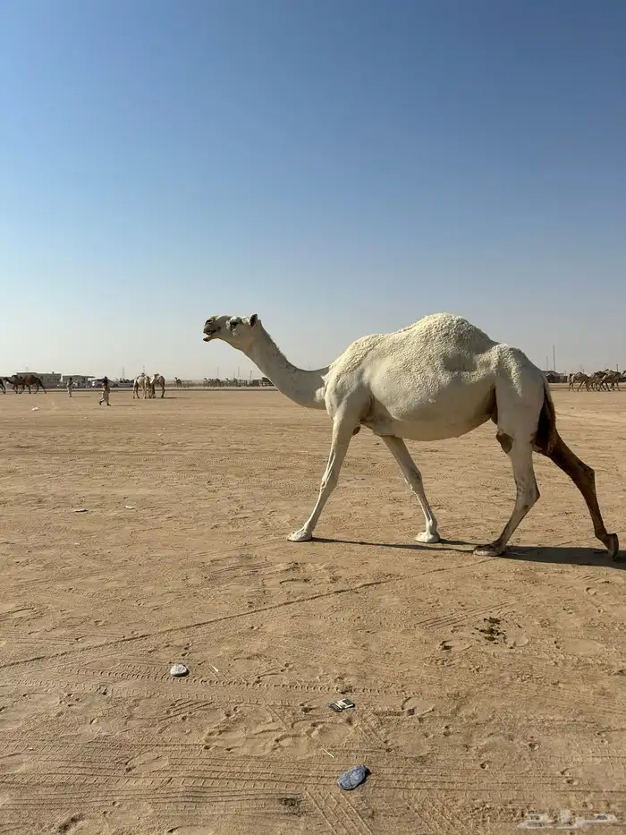 عشرا وضحا تحتها قعود شاقه 0