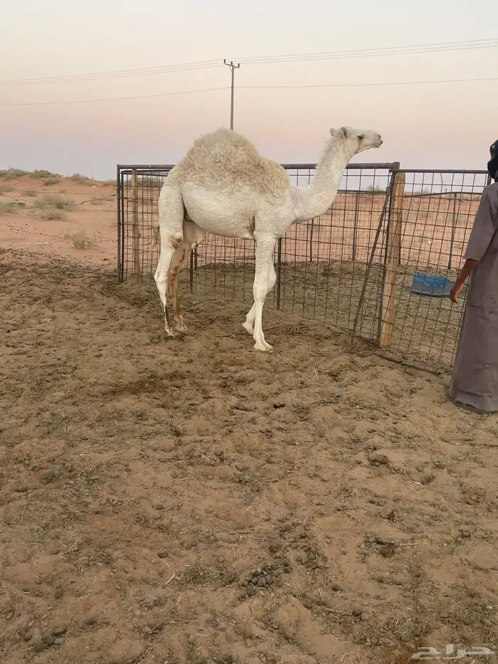 قعود ولد عشره على حليب امه العمر 9 شهور بدون مكعبات 0