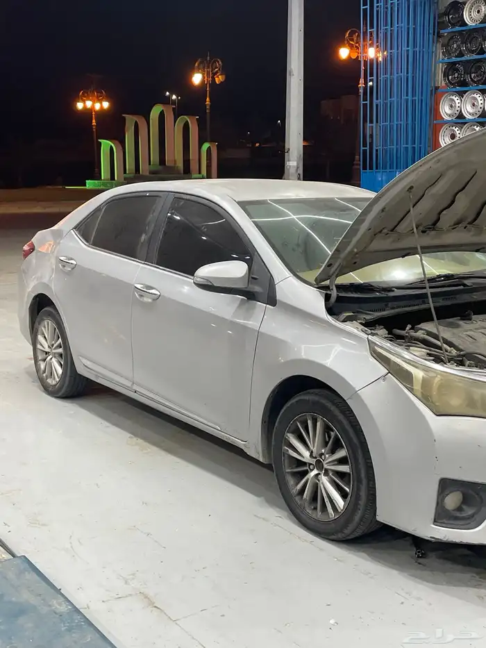 كورلا جنوط بصمه للبيع 1