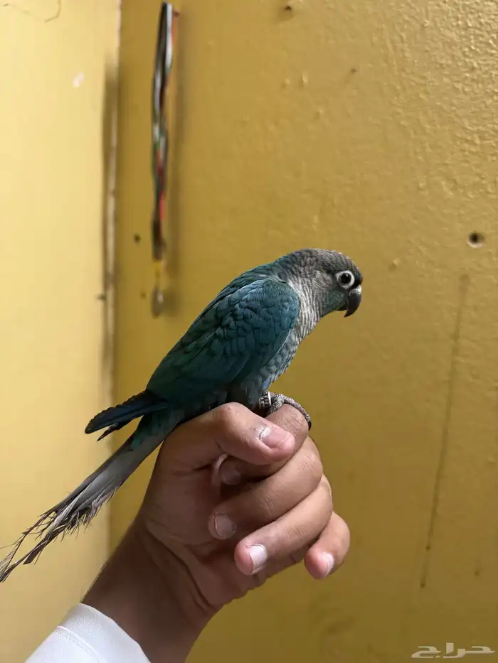 كنيور تركواز قرين شيك تم البيع 1