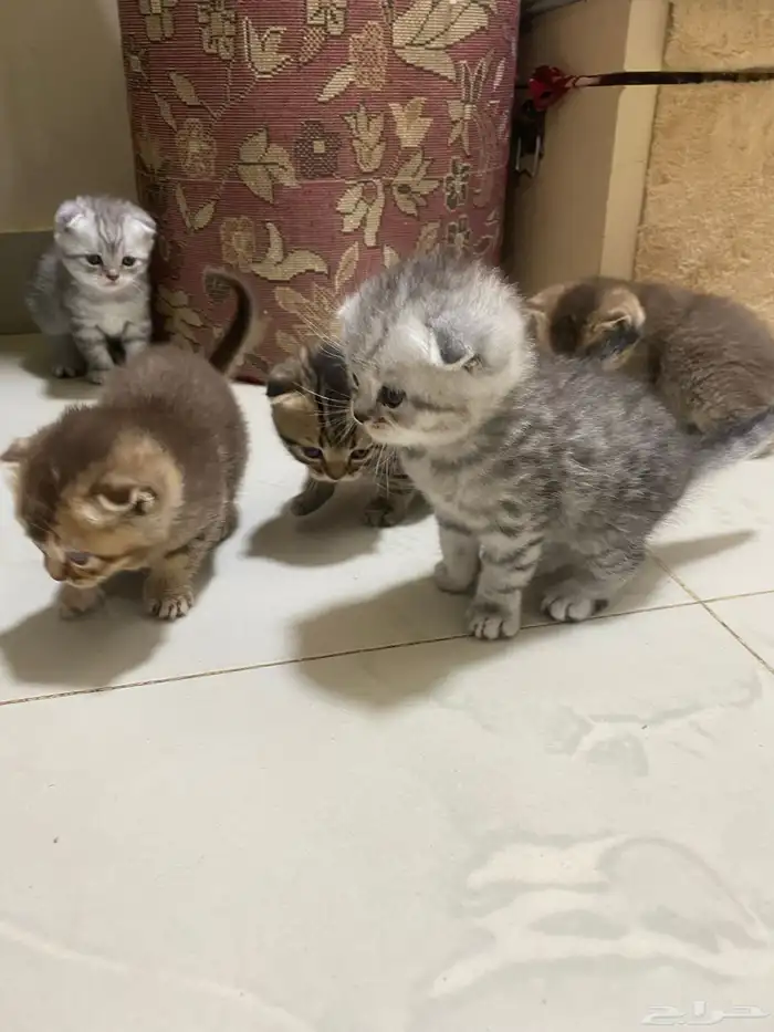 كيتن قطط للبيع 6