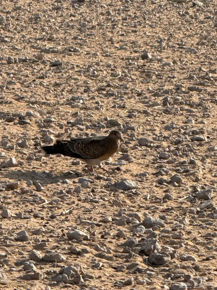 للبيع قمريه سلم 0