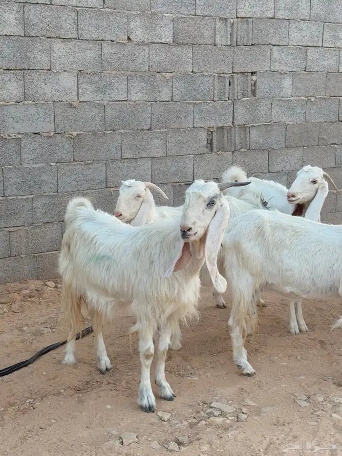 معزا 11 مع الفحل 1