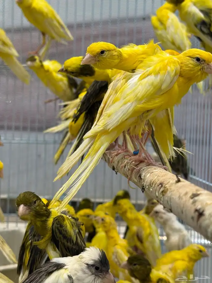 الجيبوسو الاسباني للمميزين فقط 2