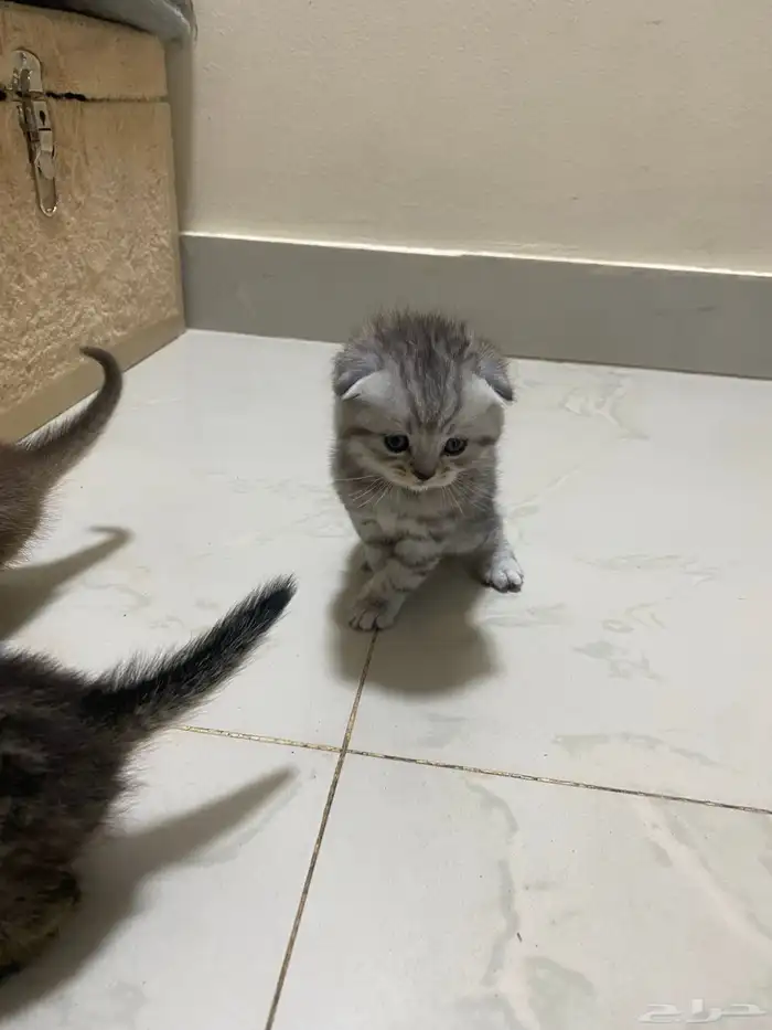 كيتن قطط للبيع 0