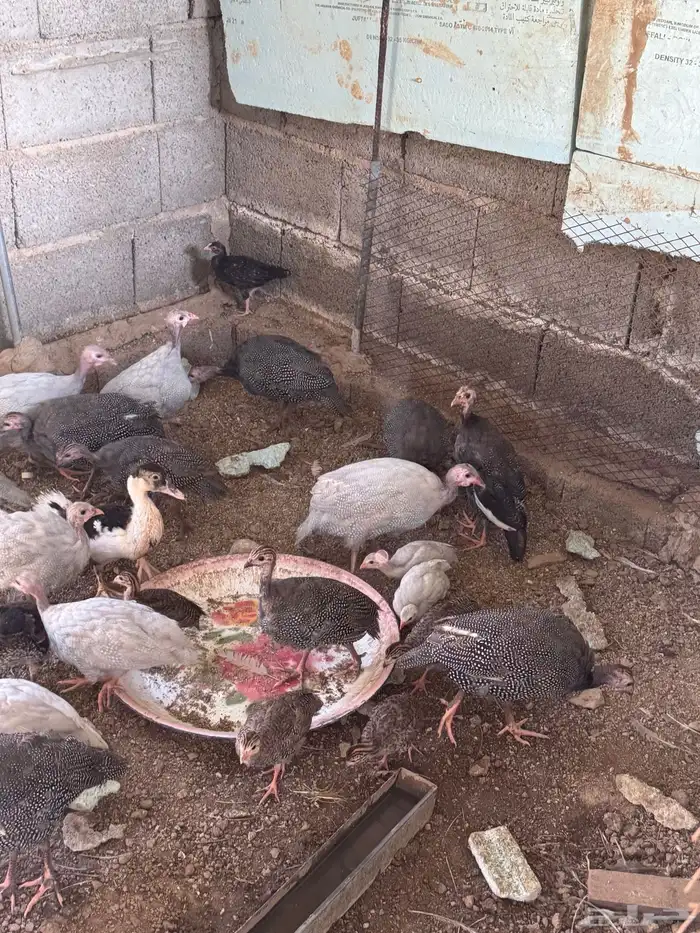 صيصان حبشي 3