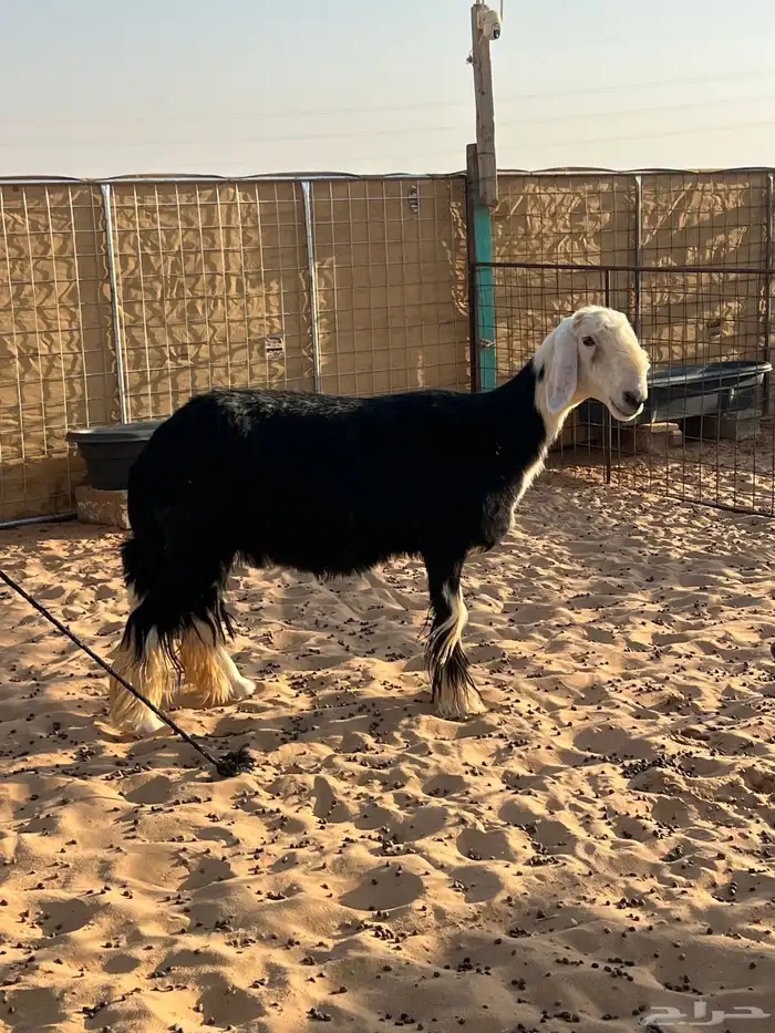 شاه نجديه خصم 1