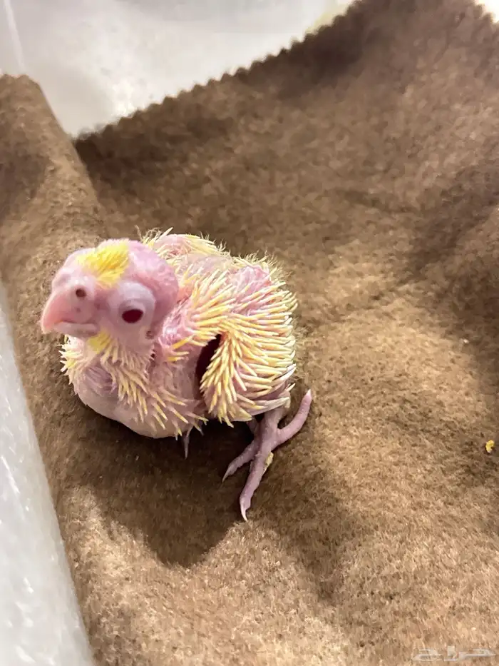 فرخ لاتينو عيون حمر 1