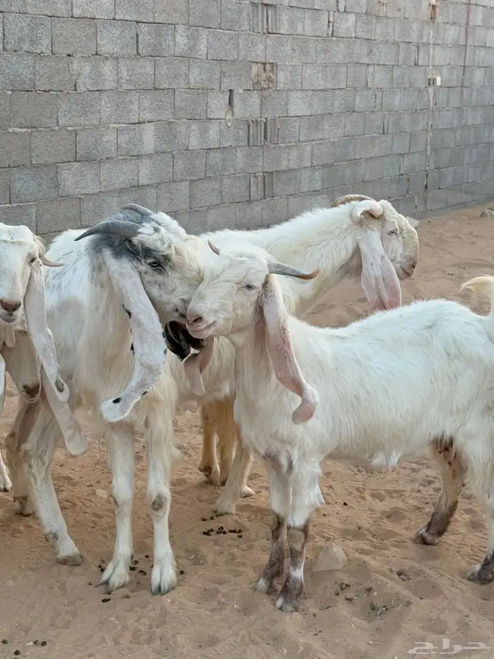 معزا 11 مع الفحل 4