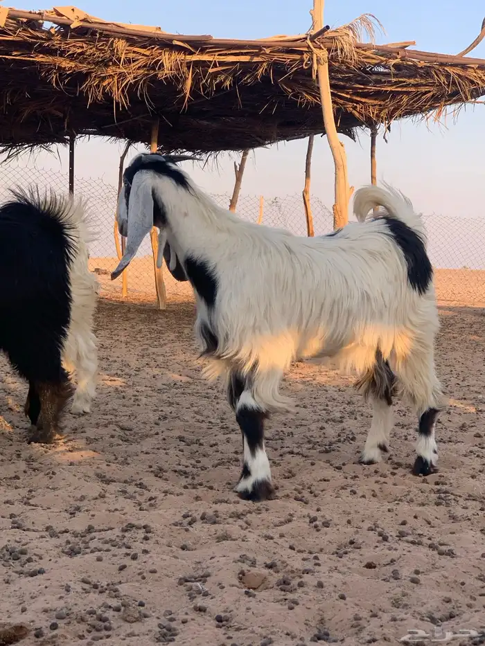 ذبايح عنق تيوس جفار 4