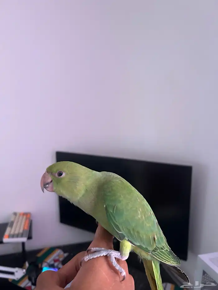 دره هندي هدد 0