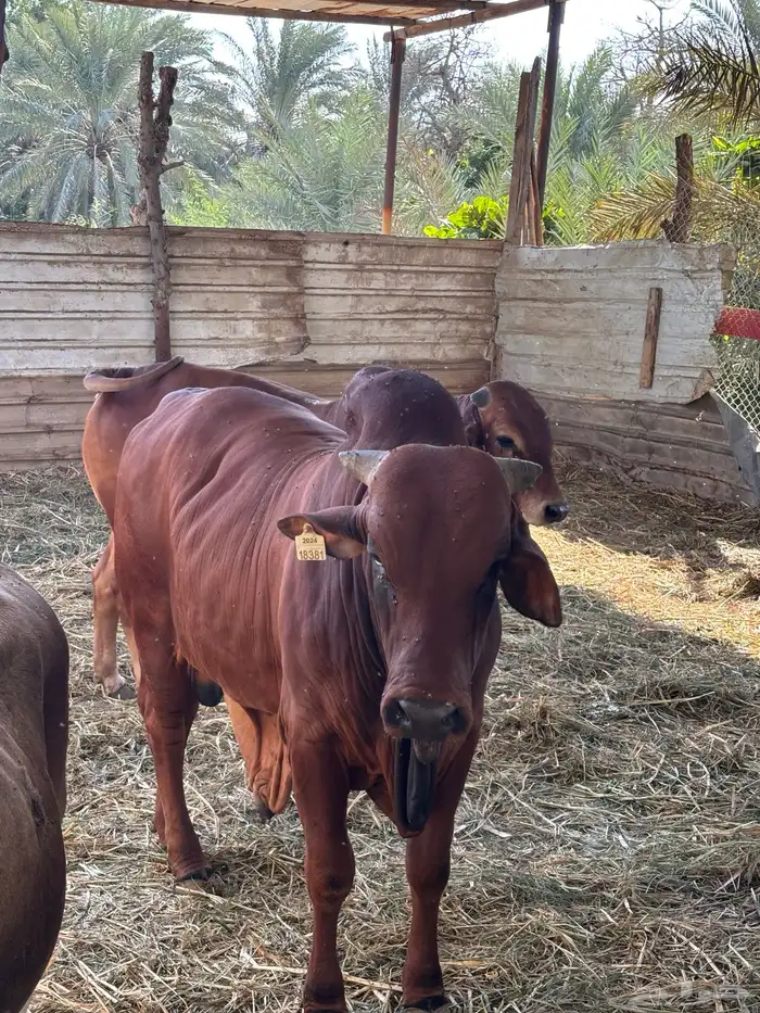 عجول  الماني و جرسي و بربر 7