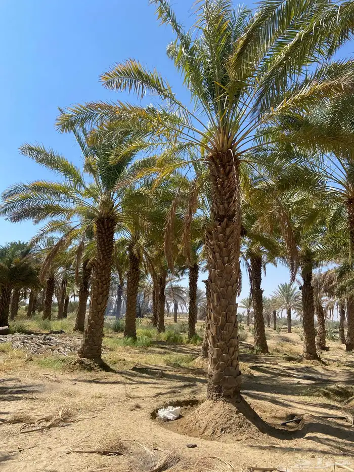 نخيل للبيع طول 8 متر وزيادة 0