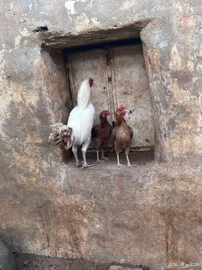 للبيع دجاج بلدي وا ديك بكستاني 3