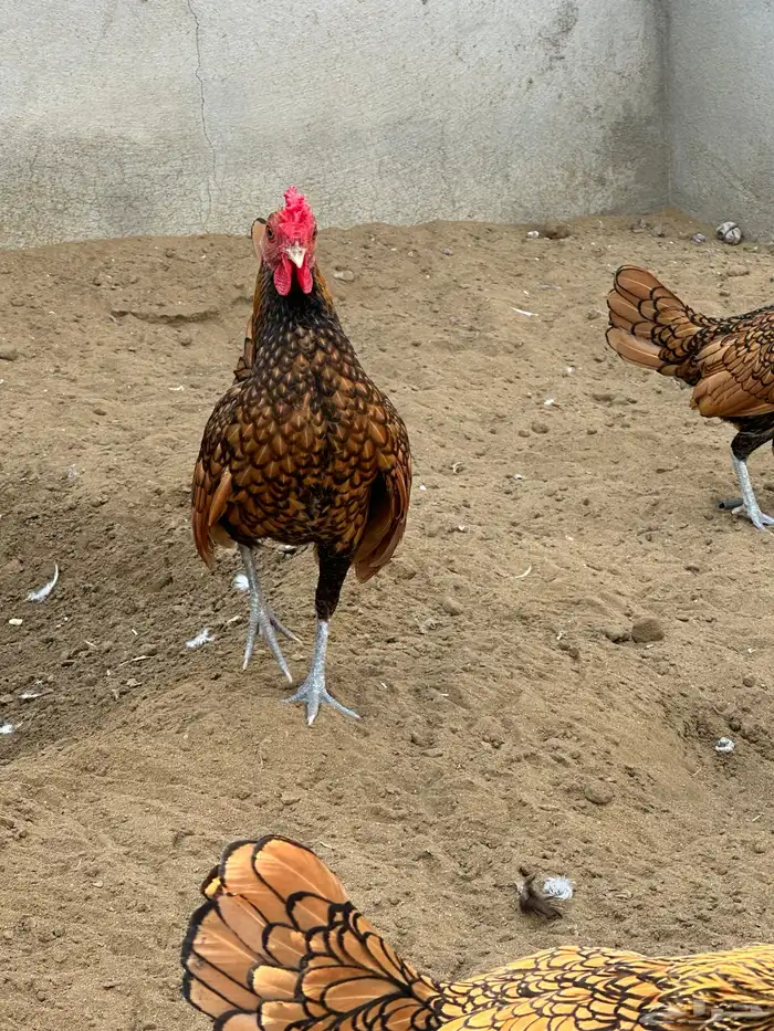 ديك سبرايت 3