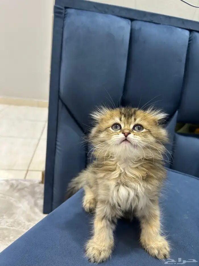 قط سكوتش فولد لونق هير 1