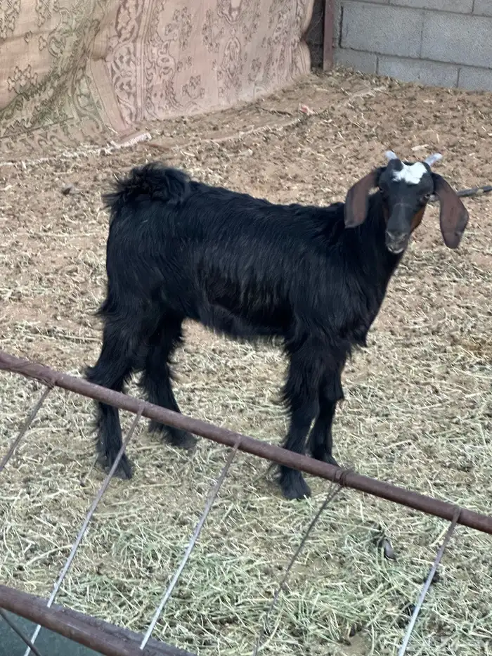 عناق بلديه سمين 3