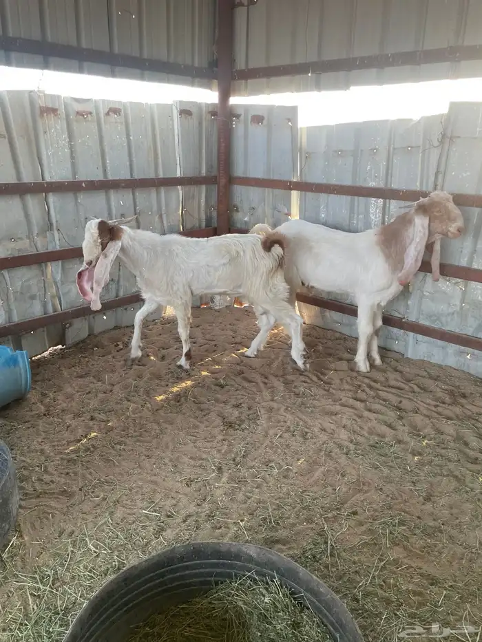 تيوس هولنديات 2