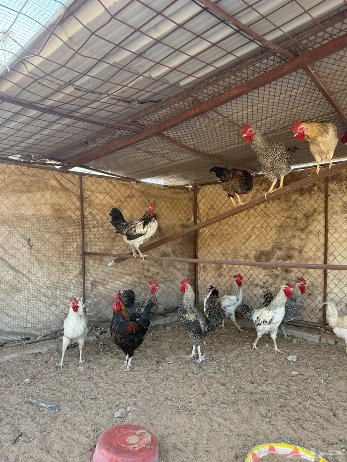 ديوك ذبح 0