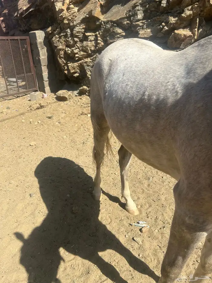 خيل للبيع عربي اصيل  وشعبي إلى آخ 5