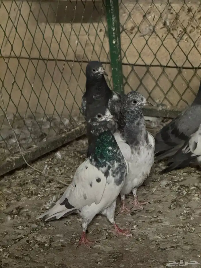 طيور باكستانية 4