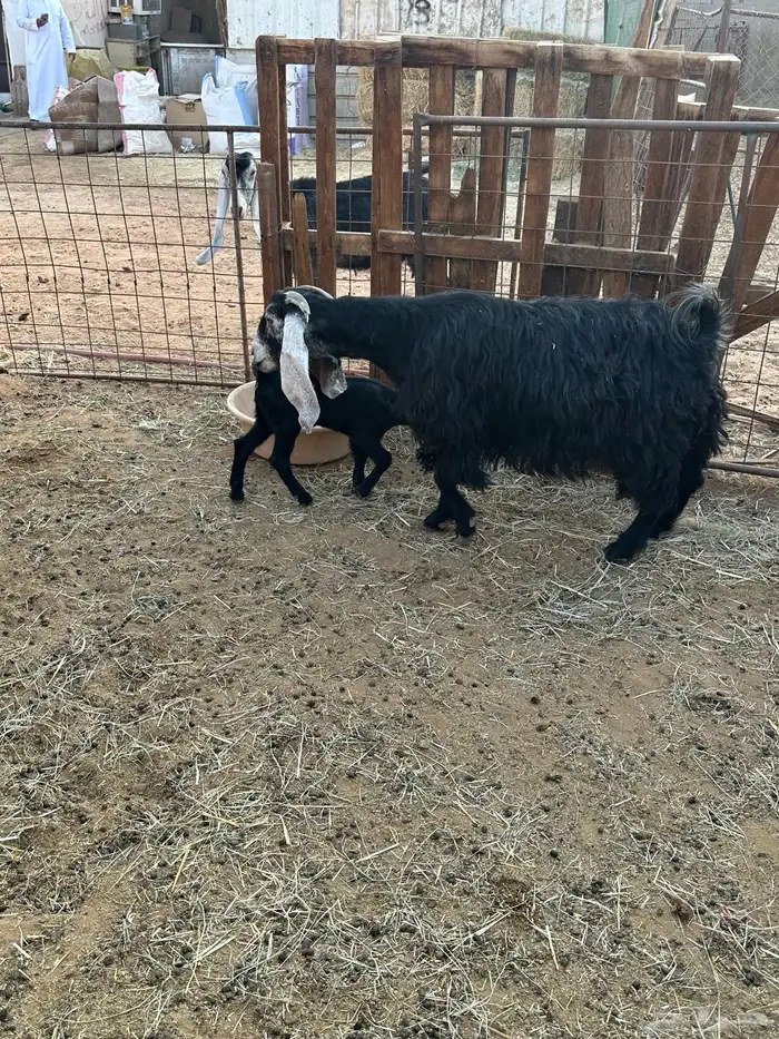 عنز عارضيه والد معه جفره 2