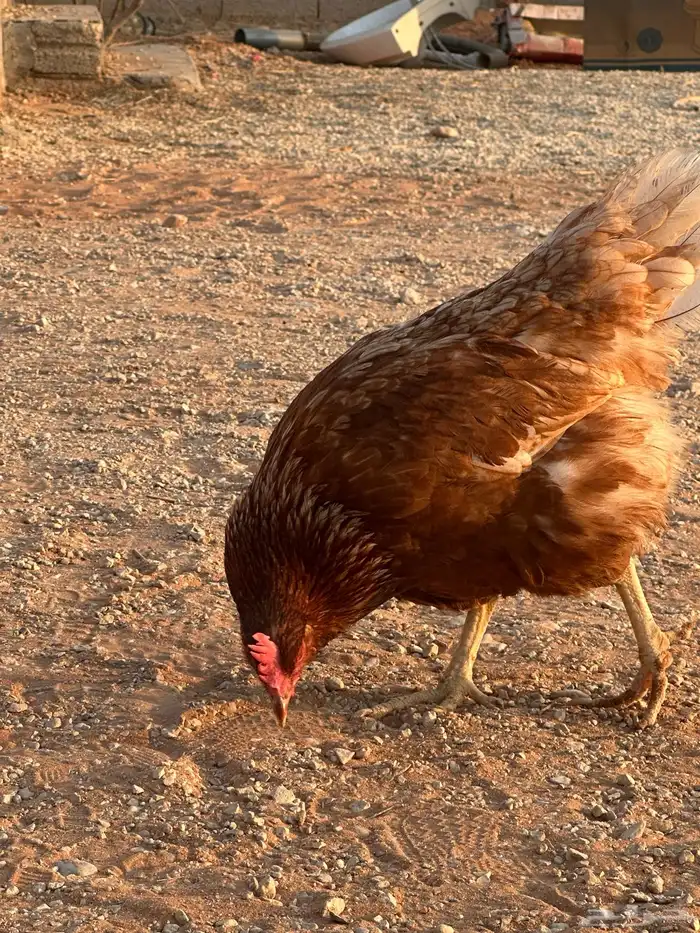 دجاج لهمان براون بياض للبيع 0