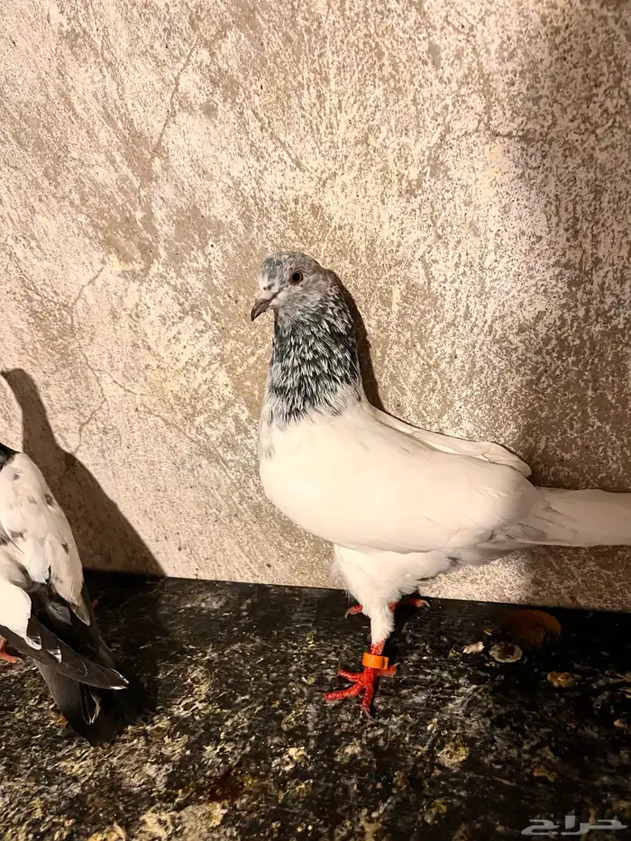 حمام باكستاني للبيع 2