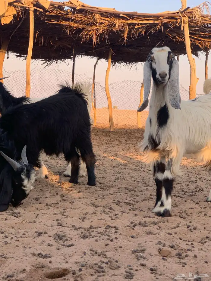 ذبايح عنق تيوس جفار 5