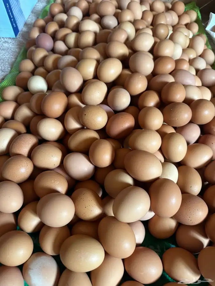 دجاج لهمان براون بياض للبيع 6