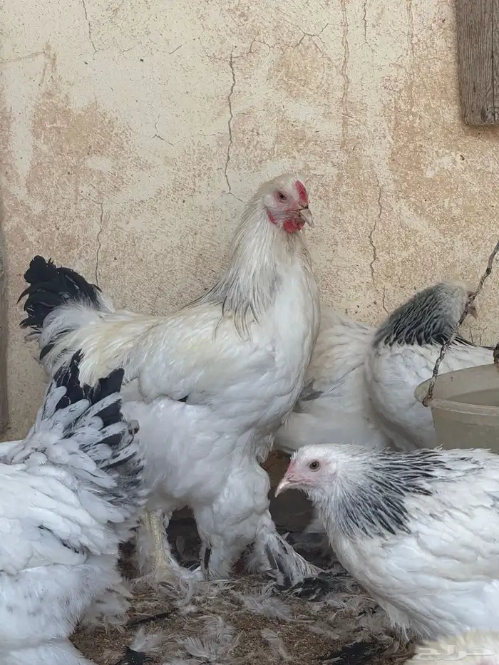 دجاج براهما كولمبي كونك 8 شهور 9