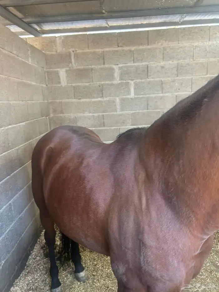 خيل للبيع عربي اصيل  وشعبي إلى آخ 2