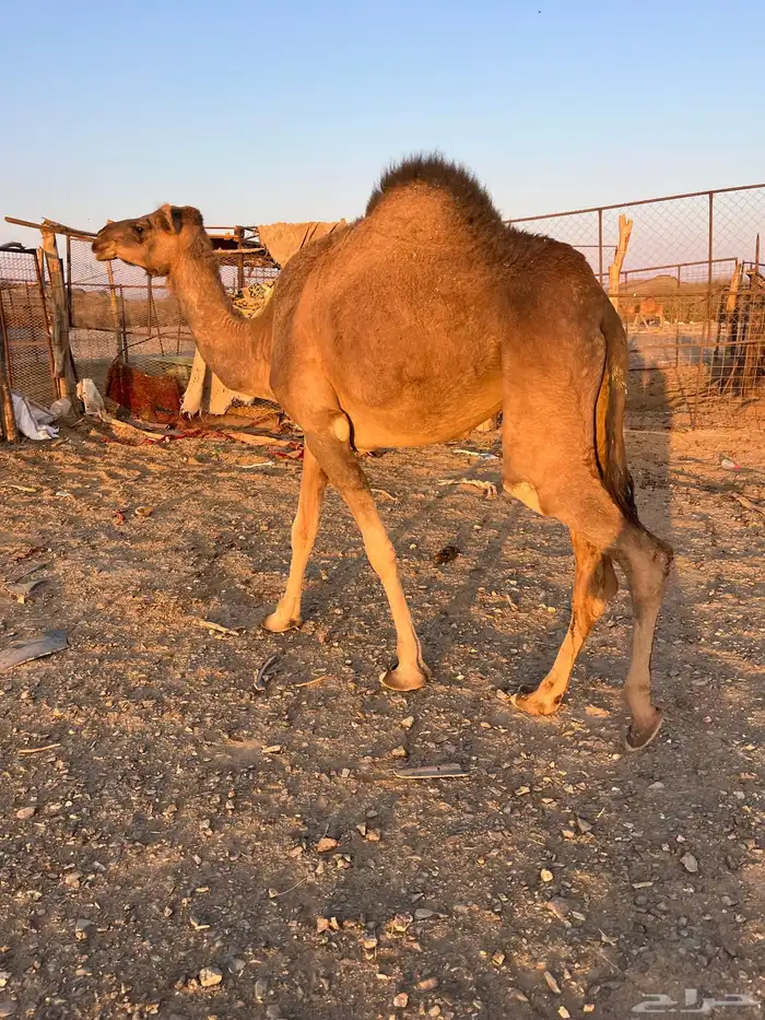 للبيع بكره جذعه حمراء 6