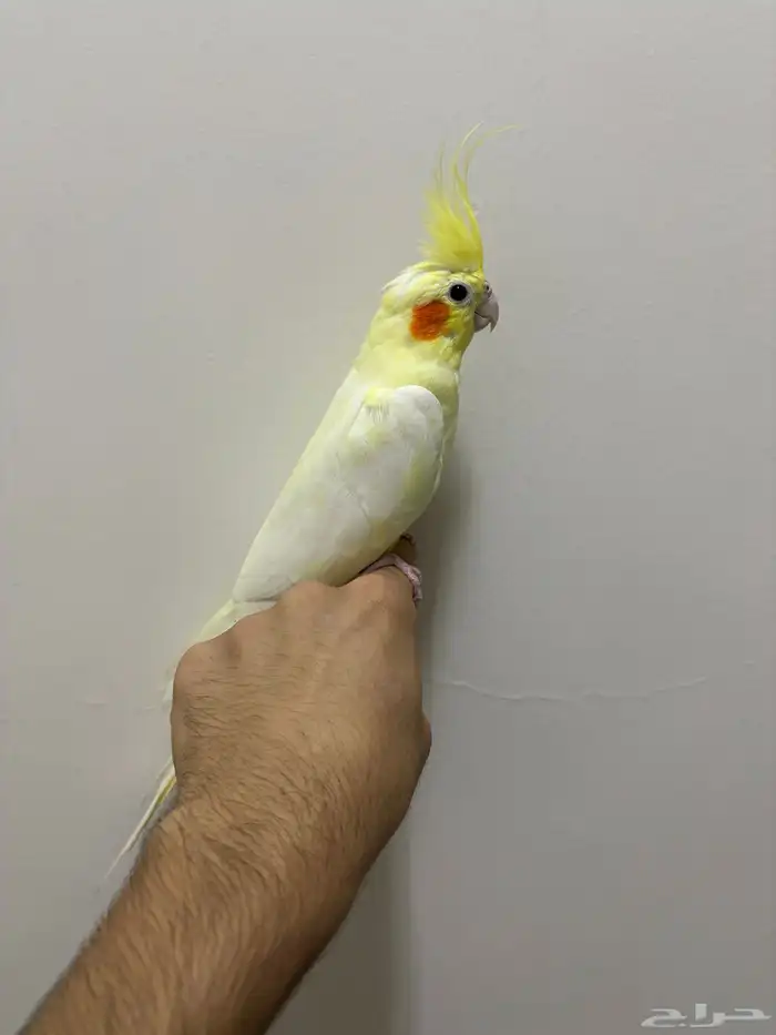 كروان لاتينو اليف 3