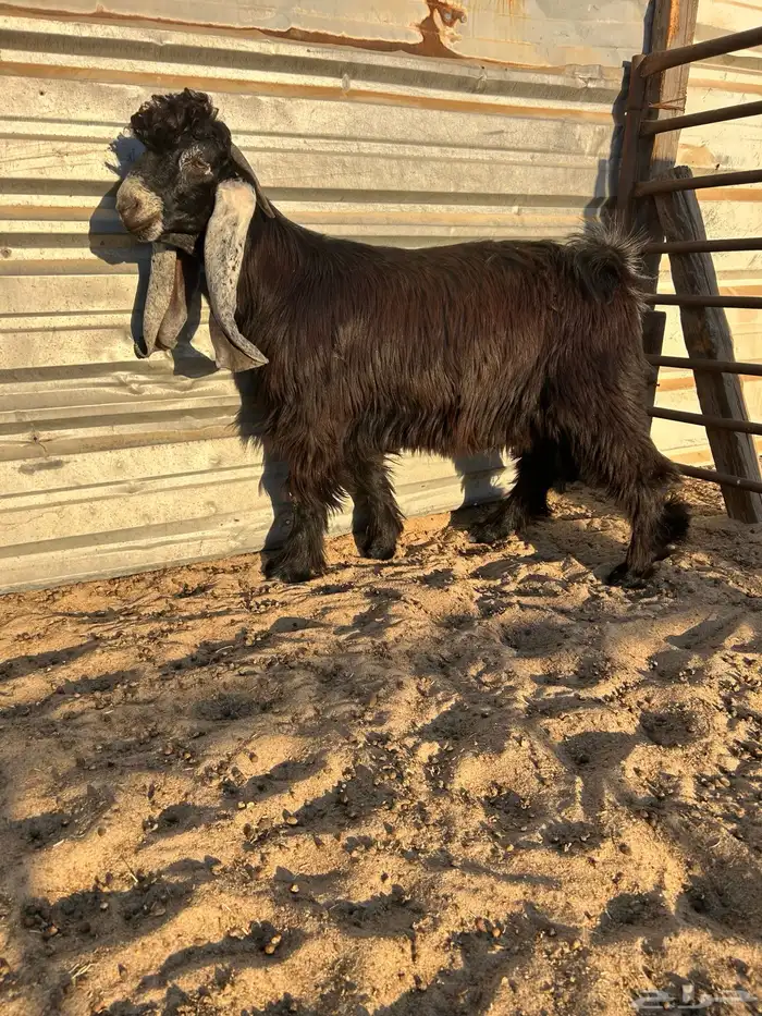 مشروع فحل عارضي كفو .. تم البيع 0