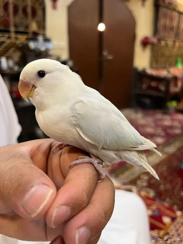 روز اليف جدا هدد نشبه و لعوب ممتع 4