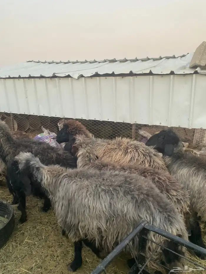 غنم شماليه عرباويه لأهل النوادر 6